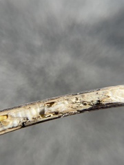 Antistrophus