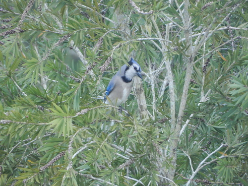 Cyanocitta cristata image