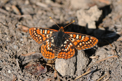 Euphydryas anicia