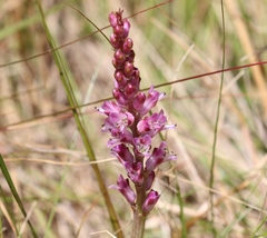 Lachenalia salteri