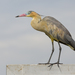 Whistling Heron - Photo (c) Oswaldo Hernández, some rights reserved (CC BY-NC), uploaded by Oswaldo Hernández
