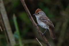Sakesphoroides cristatus