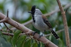 Sakesphoroides cristatus