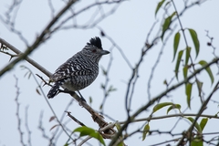 Thamnophilus doliatus capistratus