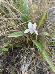 Viola vittata