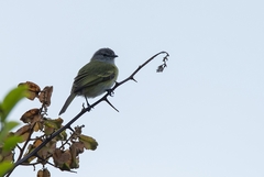 Phyllomyias griseocapilla