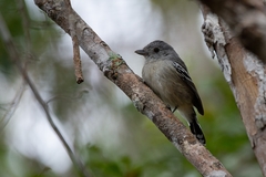 Thamnophilus pelzelni