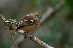 Thamnophilus pelzelni