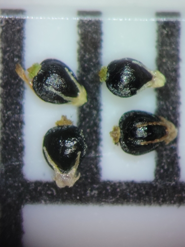 Eleocharis atropurpurea image