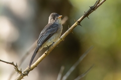 Contopus cinereus