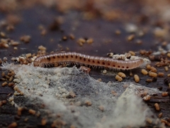 Proteroiulus fuscus