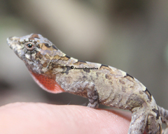 Anolis serranoi