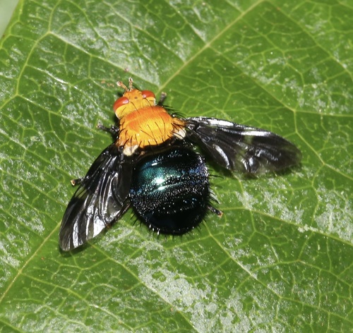 Tachinisca cyaneiventris