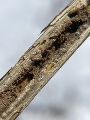 Antistrophus