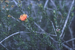 Melaleuca beaufortioides