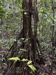 Cecropia schreberiana