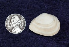 Austromacoma constricta