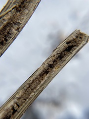 Antistrophus