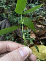 Lithachne pauciflora