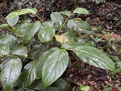Piper glabrescens