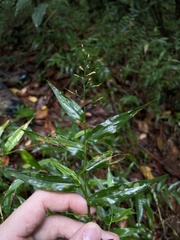 Ichnanthus pallens
