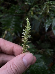 Microchilus familiaris