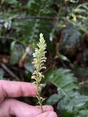 Microchilus familiaris