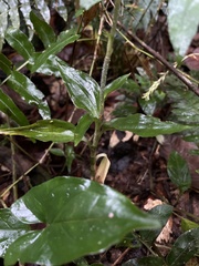 Microchilus familiaris
