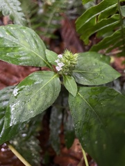 Lepidagathis alopecuroidea