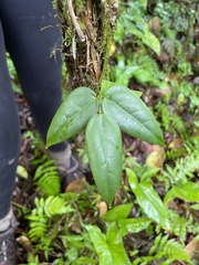 Mucuna urens