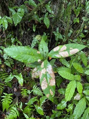 Ocotea leucoxylon