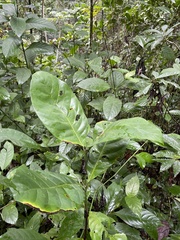 Coffea liberica