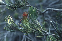 Adenanthos cygnorum