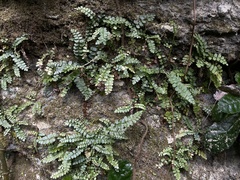 Asplenium dentatum