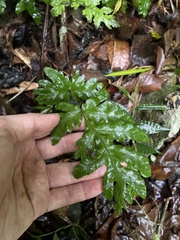 Tectaria cicutaria