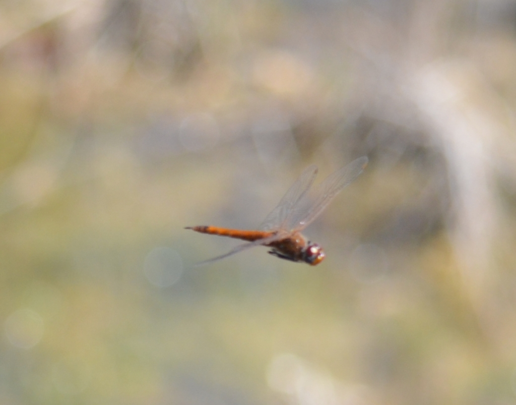 Antillean Saddlebags