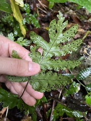 Tectaria cicutaria