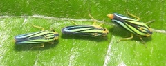 Poecilocarda cosmopolita