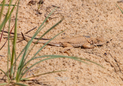 Phrynocephalus guttatus