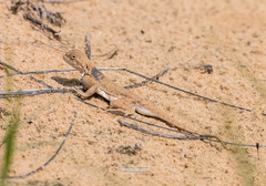 Phrynocephalus guttatus