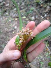 Maxillaria densa
