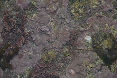 Lithophyllum