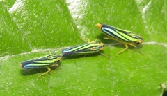 Poecilocarda cosmopolita