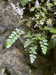 Anemia portoricensis