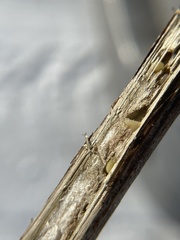 Antistrophus
