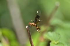 Palpopleura