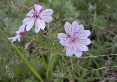 Geranium linearilobum