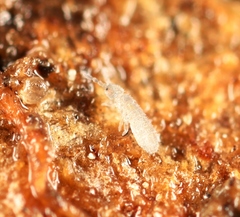 Parisotoma notabilis