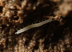 Scolopendrellidae