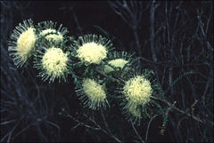 Banksia kippistiana